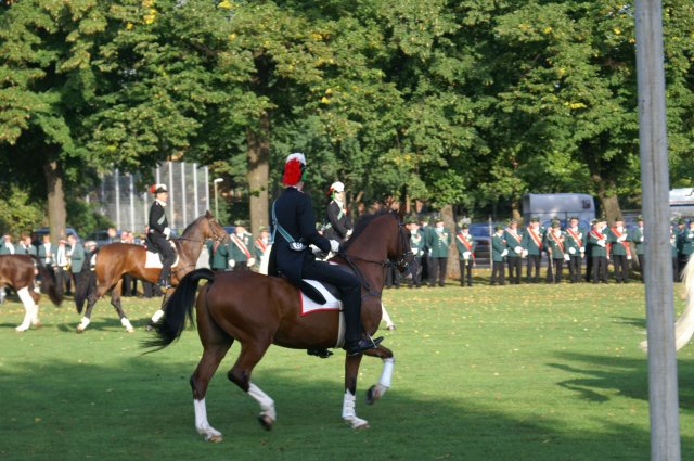 Quadrille 2008