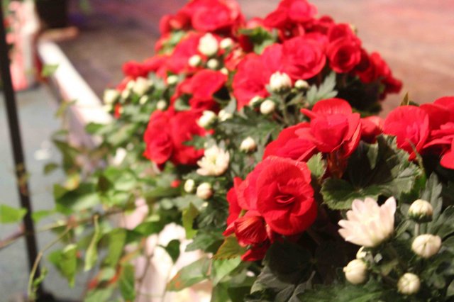 Schützenfest 2015 - Reiterzug